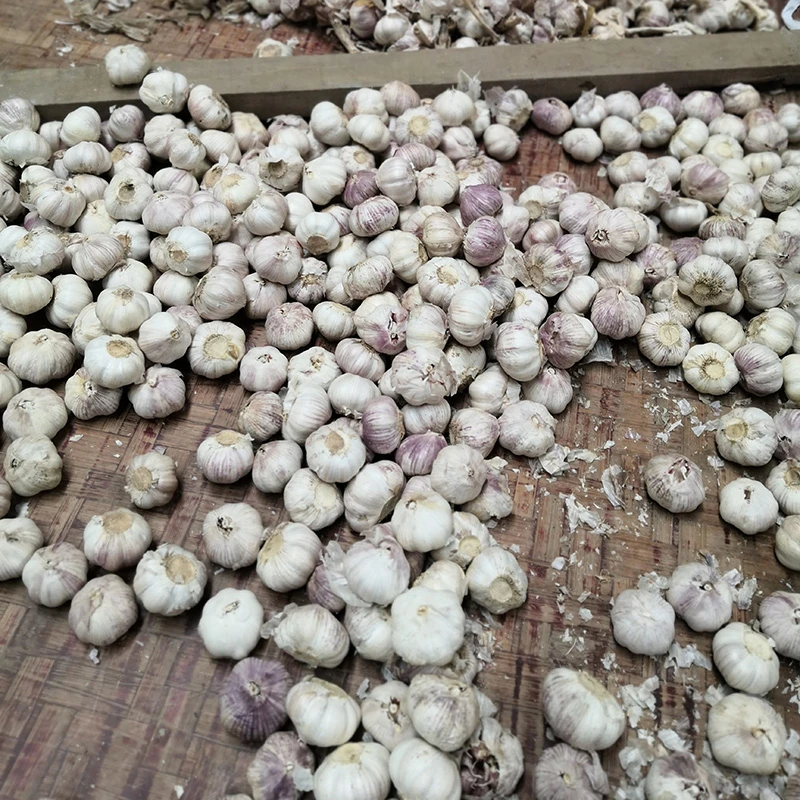 2021 Bawang Putih Segar Putih Baharu
